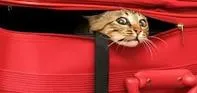 cat_in_suitcase.jpg