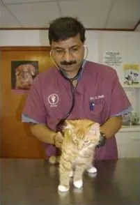 Dr. Patil, Examining a cat