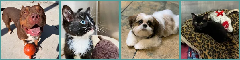 Boarding Film Roll 2