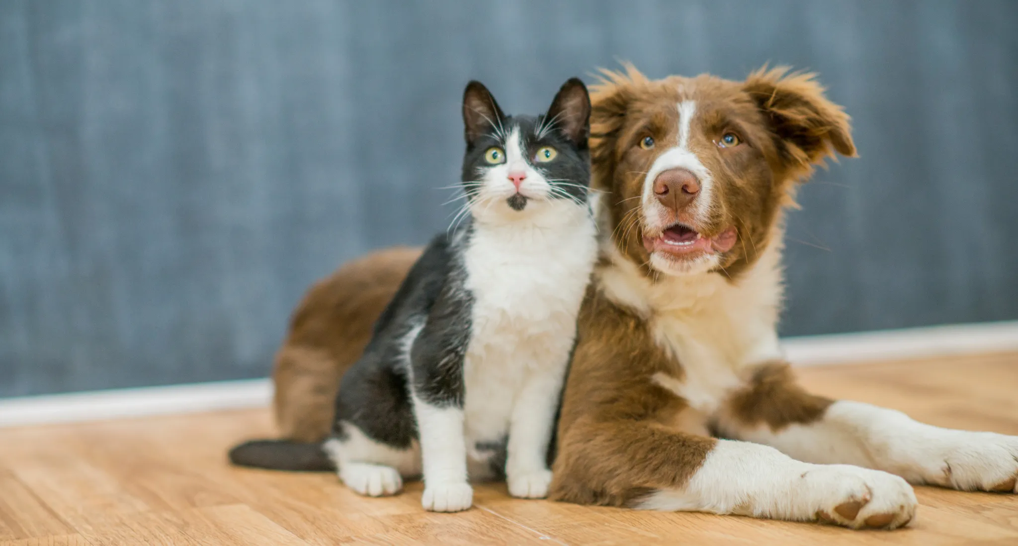 Spay/Neuter Promotion