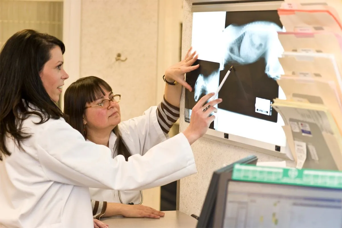 X-Ray Interpretation