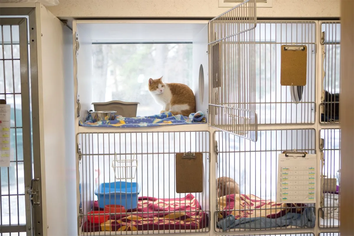 Feline Boarding