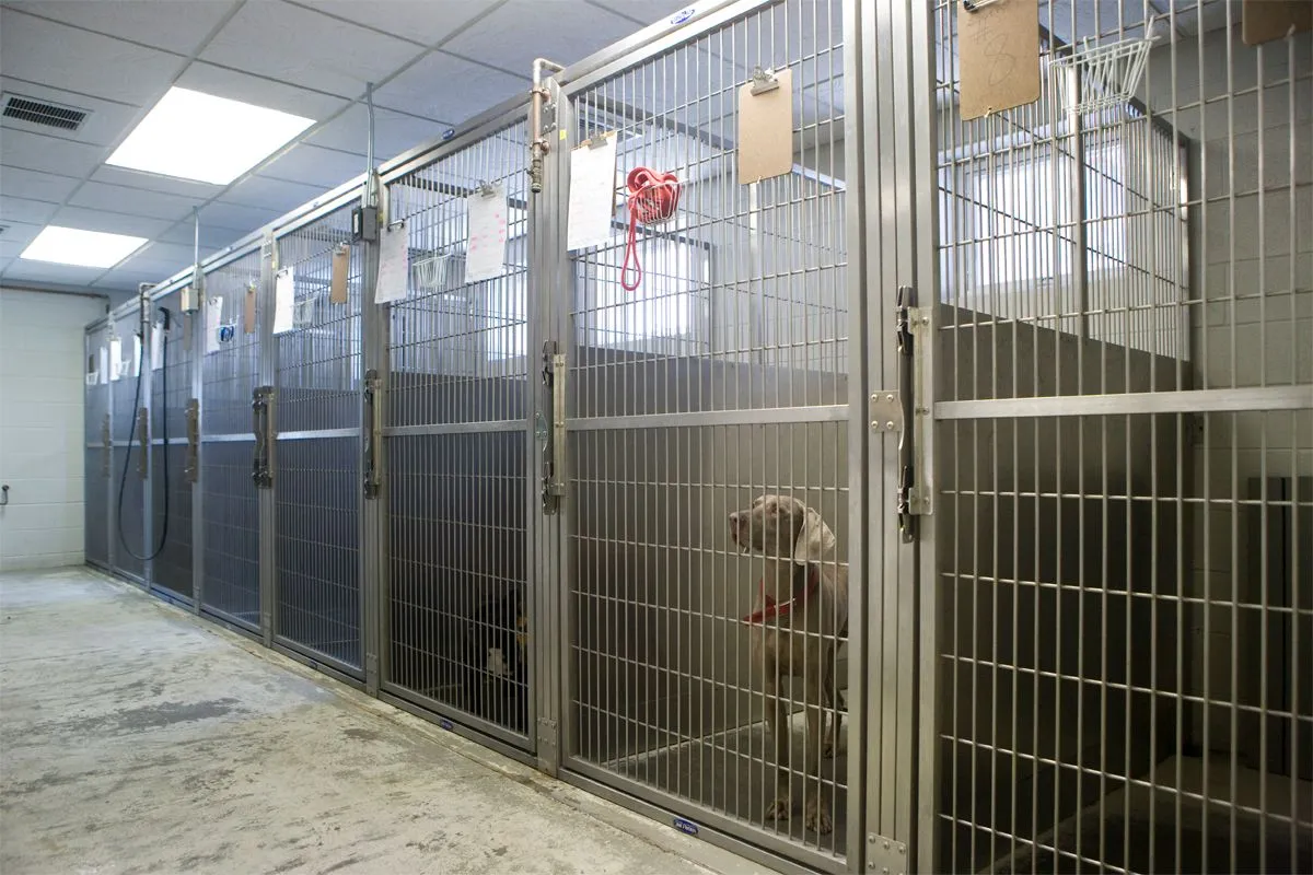 Canine Boarding