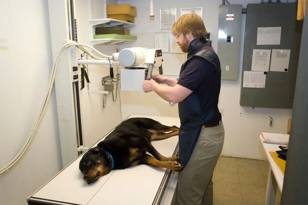 Pet Radiology