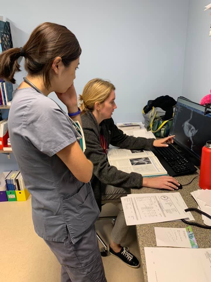 Exotic Animal Care Veterinarian in Pasadena, CA US