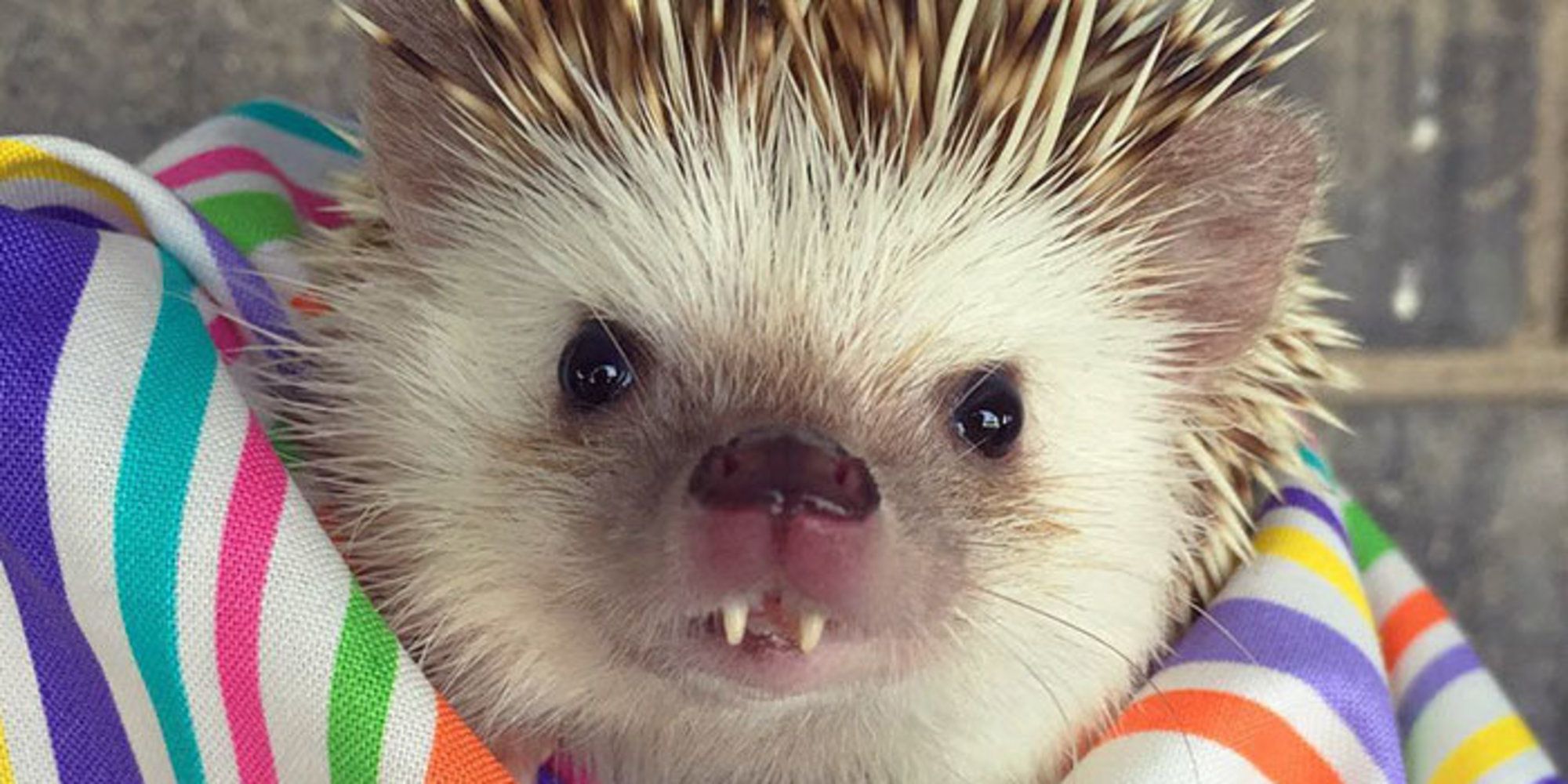 Exotic Animal Care Veterinarian in Pasadena, CA US