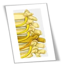 spinal_disc_2.png