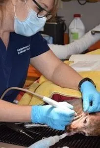 Shayne Jablonski, R.V.T. performs a dental cleaning