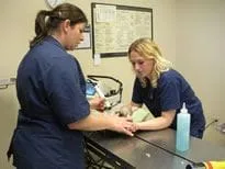Dr. Marcum Ultrasounding a Ferret