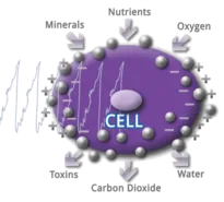 PEMF cell response