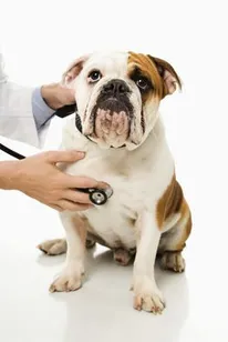 Orthopedic Veterinarian in Rancho Cucamonga