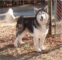 Hudson malamutes best sale