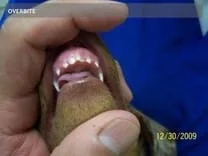 dentistry9x600-300x225.jpg