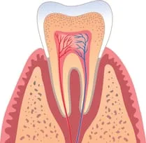 illustration of interior of tooth, root canals, Rockaway, NJ & East Hanover, NJ