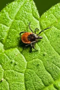 Tick treatment clearance