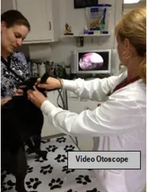 video otoscope