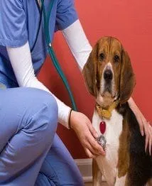 Dallas Veterinary | Dallas Physical Exam | NC | Crossroads Animal Hospital |