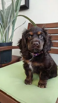 puppy