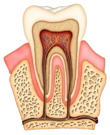 colored illustration of interior of molar tooth showing roots, tissue, nerves and root canals, general dentistry Charlotte, NC