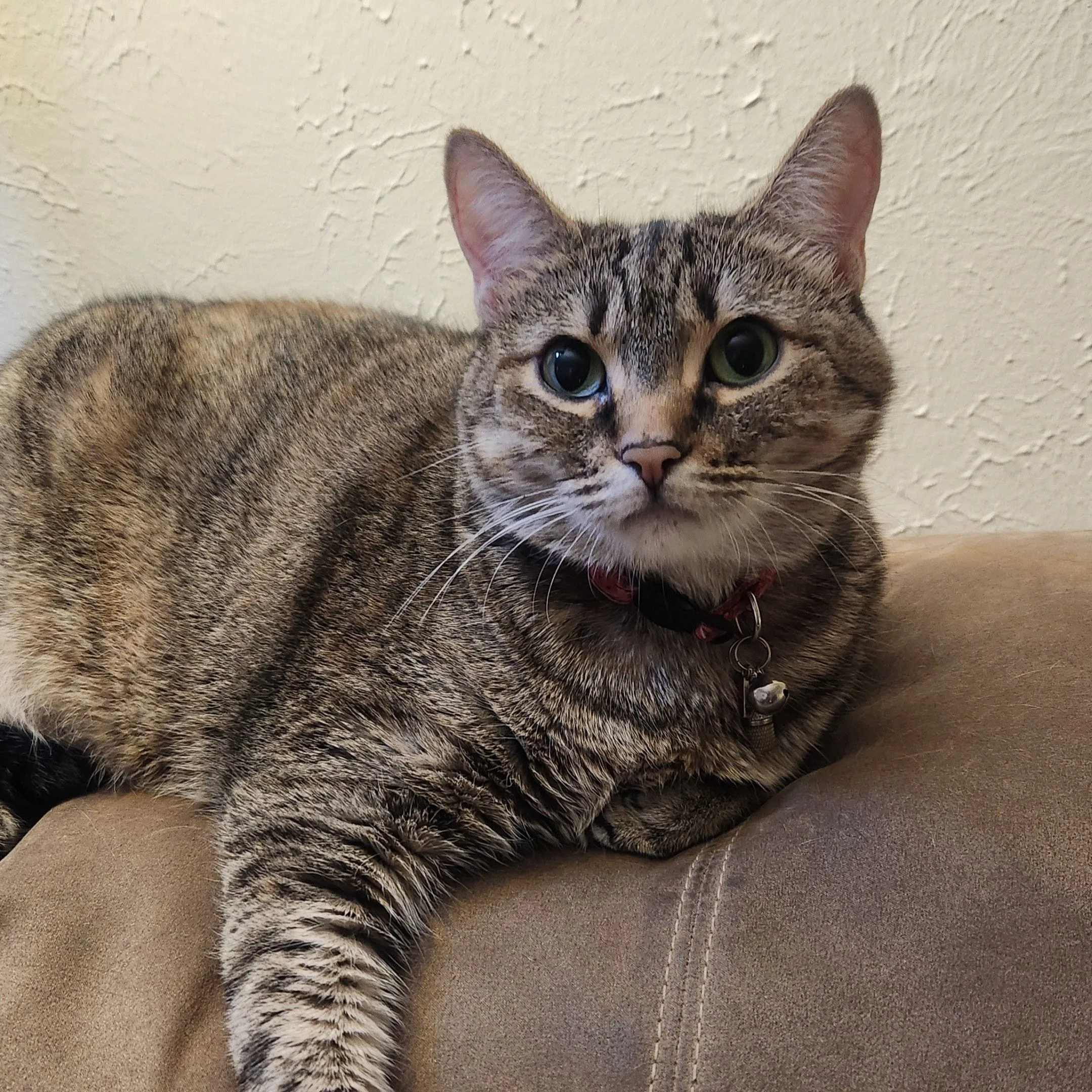 tabby cat laying on back of couch