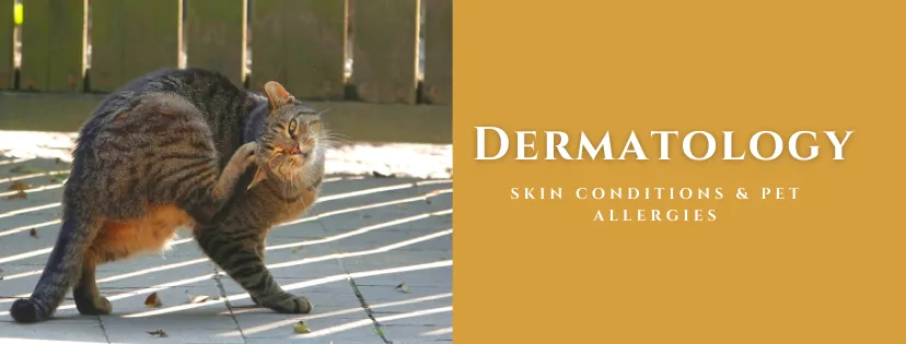 Dermatology