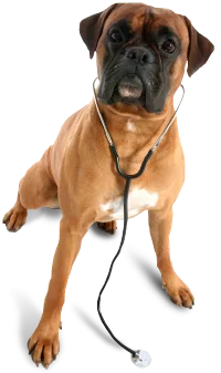 Image of a dog wearing a stethoscope