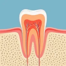 Root Canals | Dentist in Fargo, ND| Tronsgard and Sullivan, DDS, Partnership