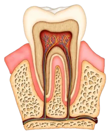 illustration showing interior of healthy tooth, nerves and tissue and root canal Boca Raton, FL dentist