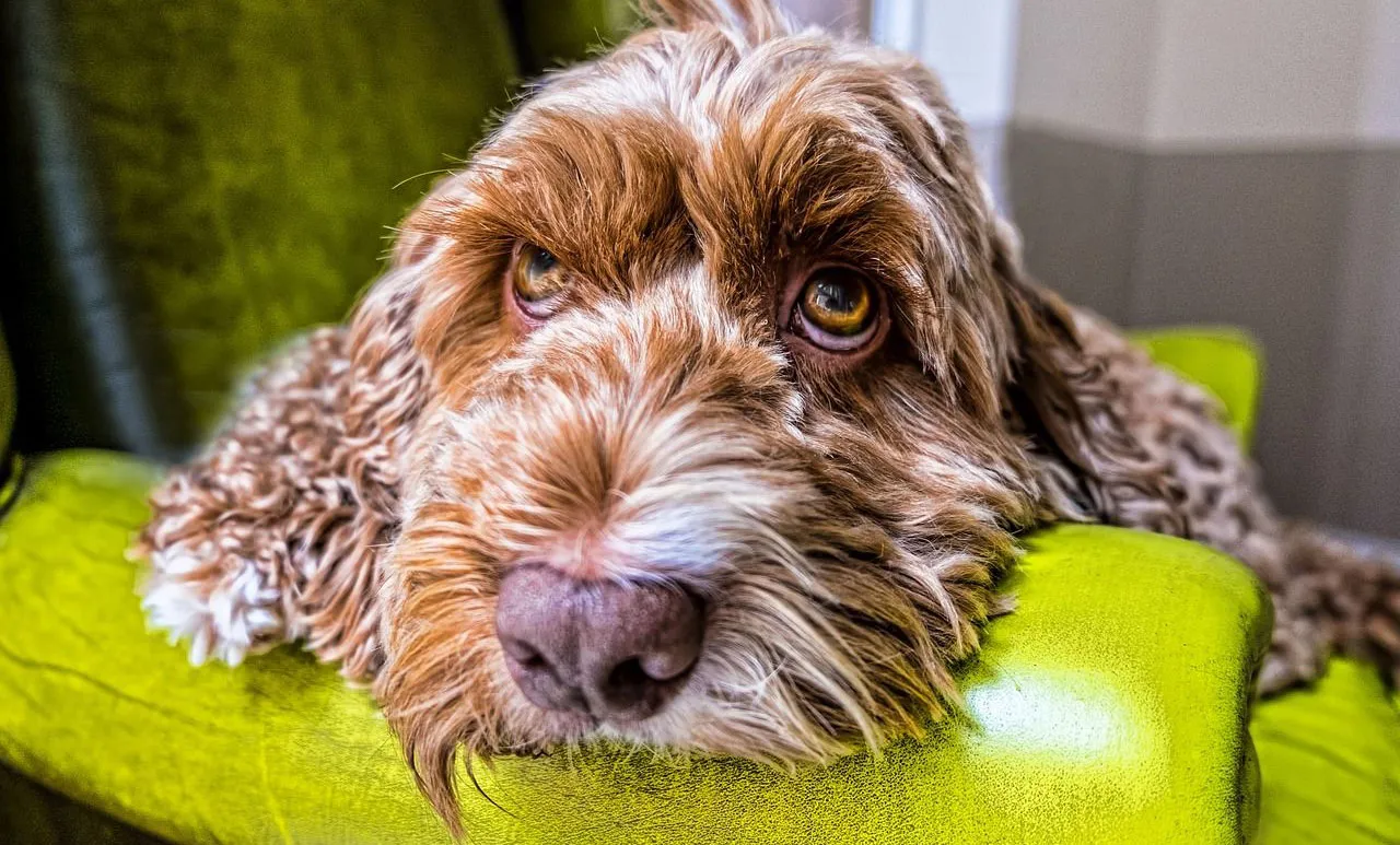 dog on couch