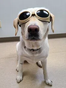 Doggles