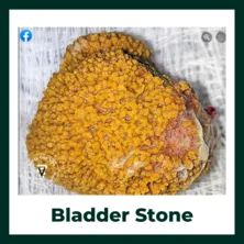 Bladder Stone in horses