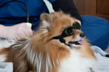 Class 4 laser on Dog
