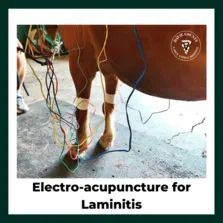 Electroacupuncture for laminitic horse 