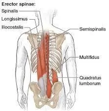 Lumbar Erectors and QL