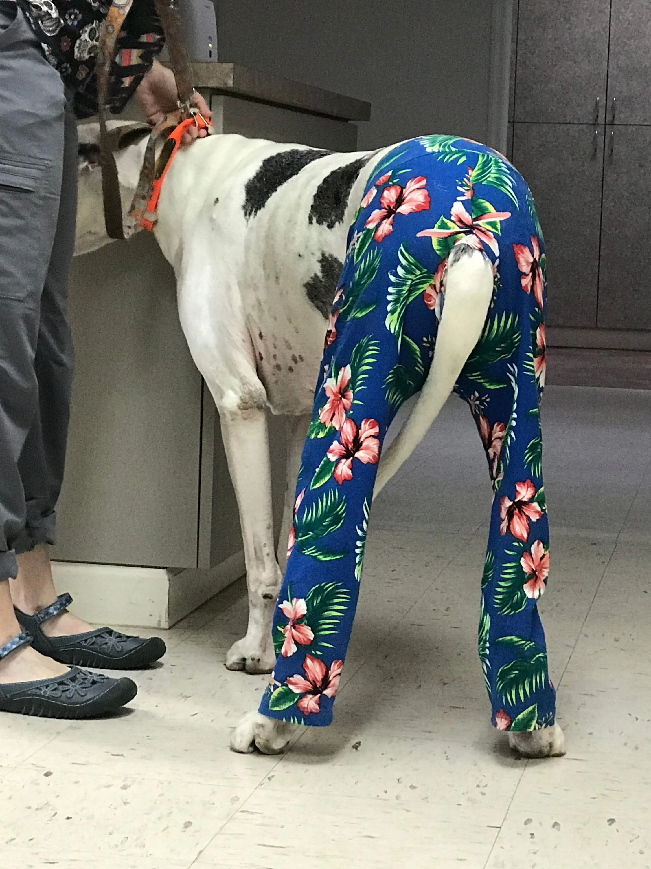 sexy pants