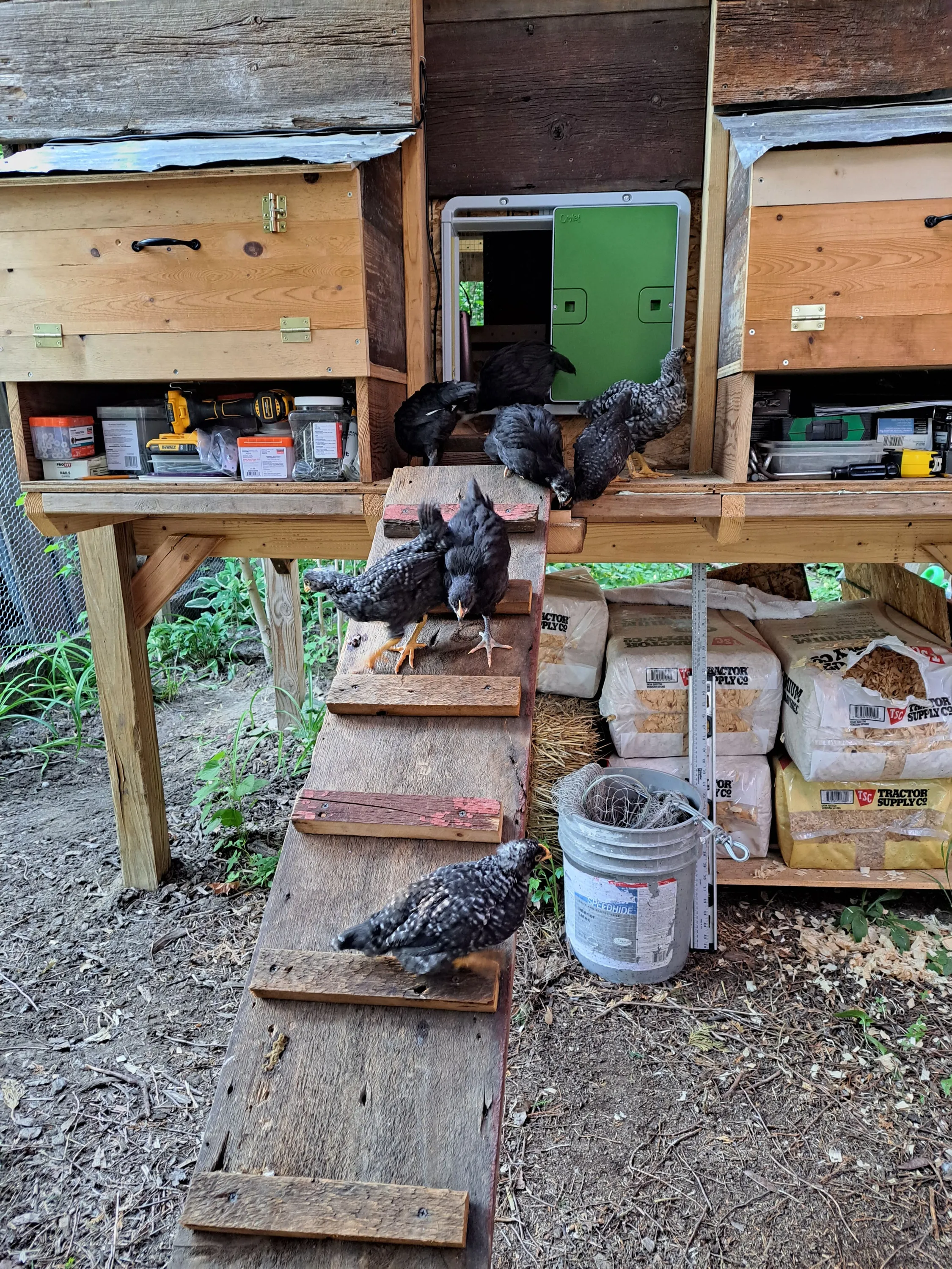 Chicken Coop at Borer Family Chiropractic
