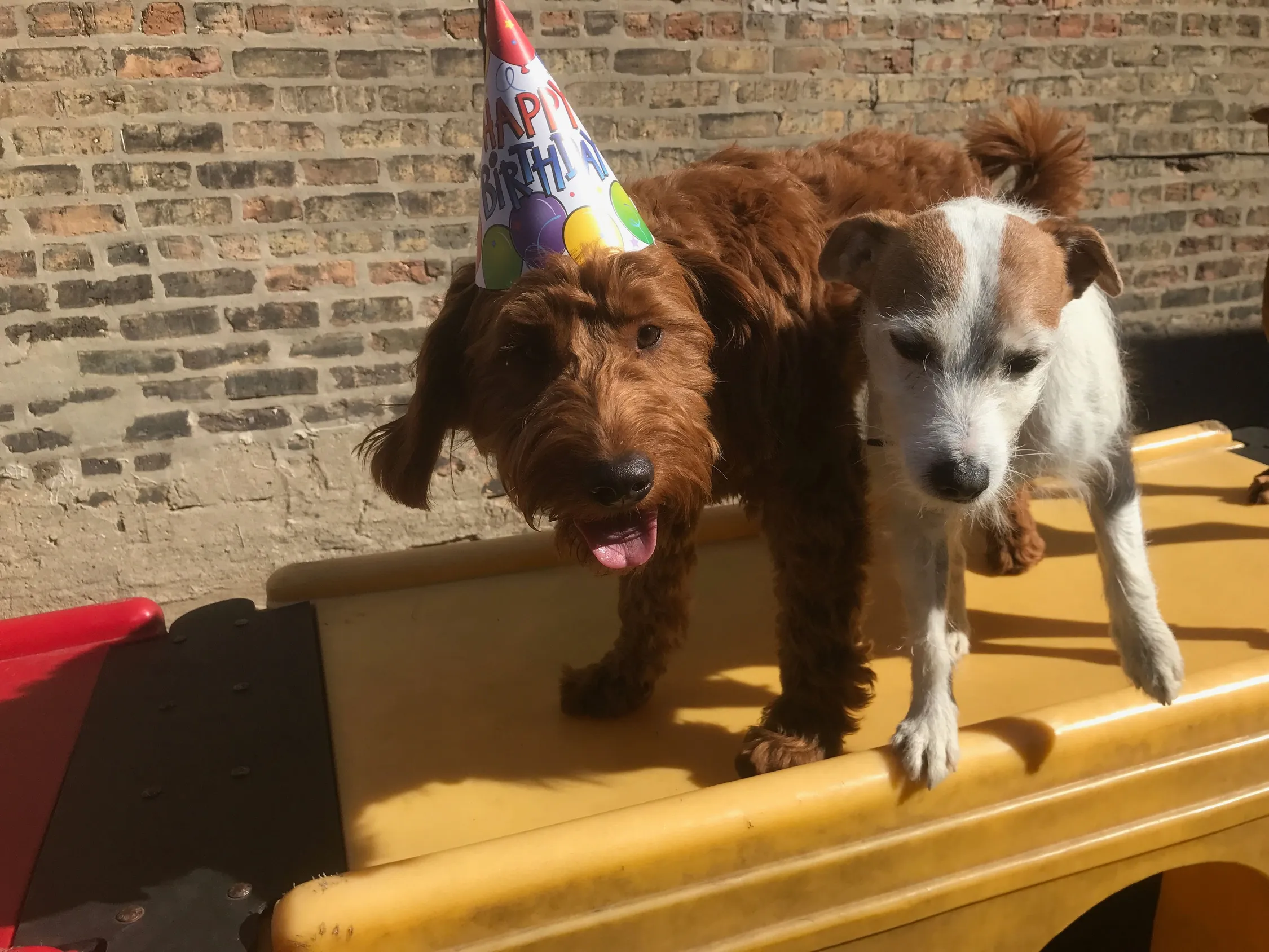 puppy_party