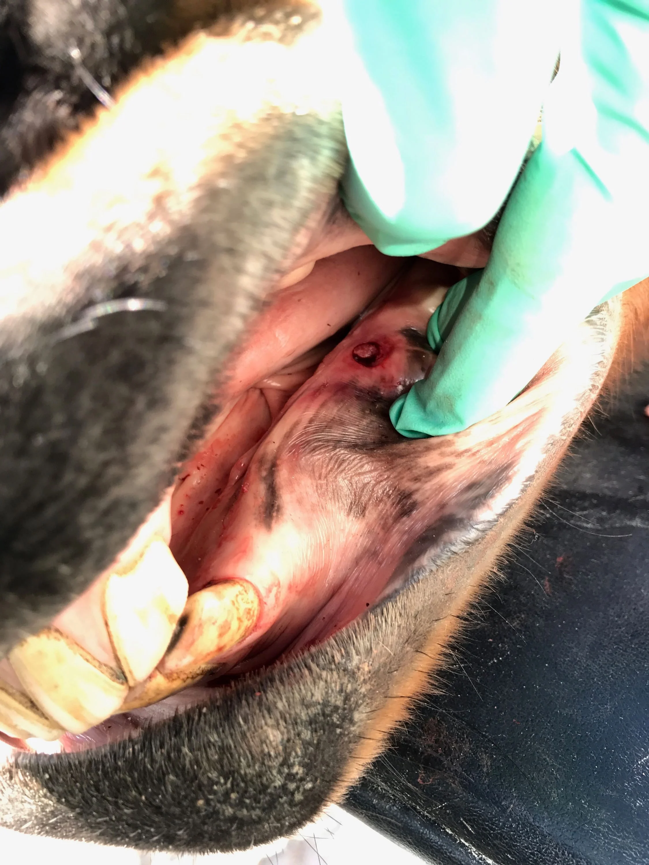 oral surgery