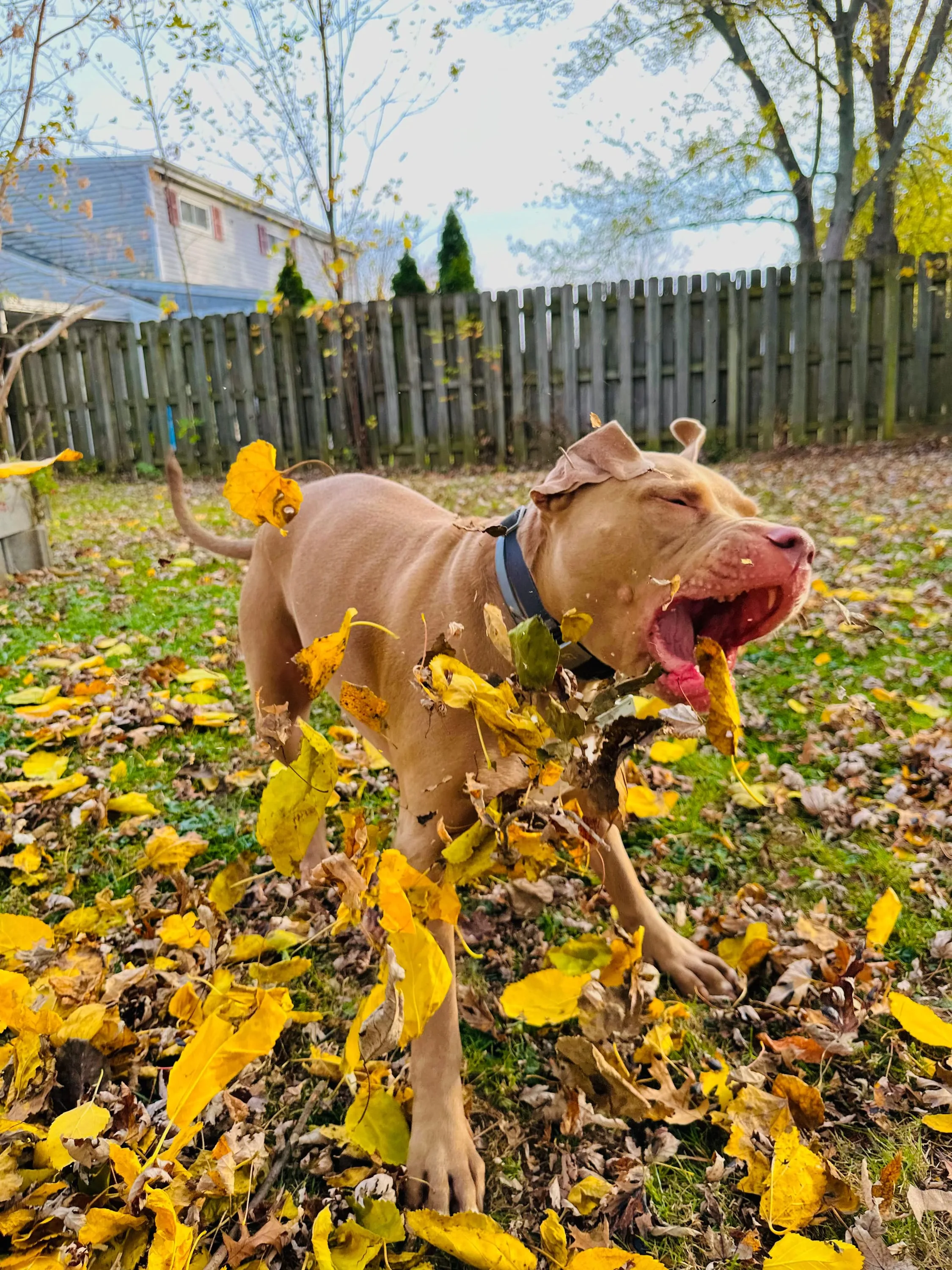 Dog leaves