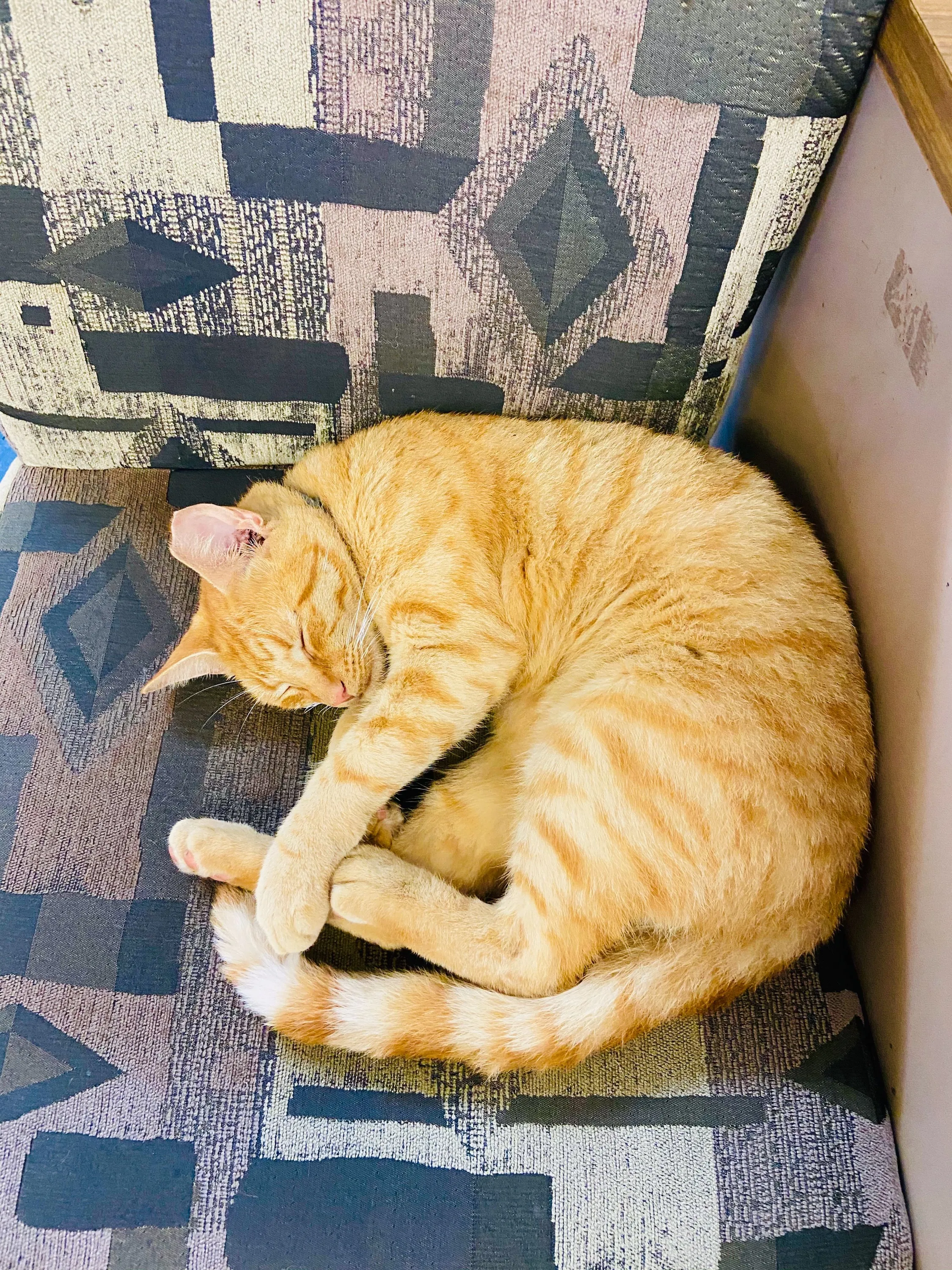 stagger tigger cat