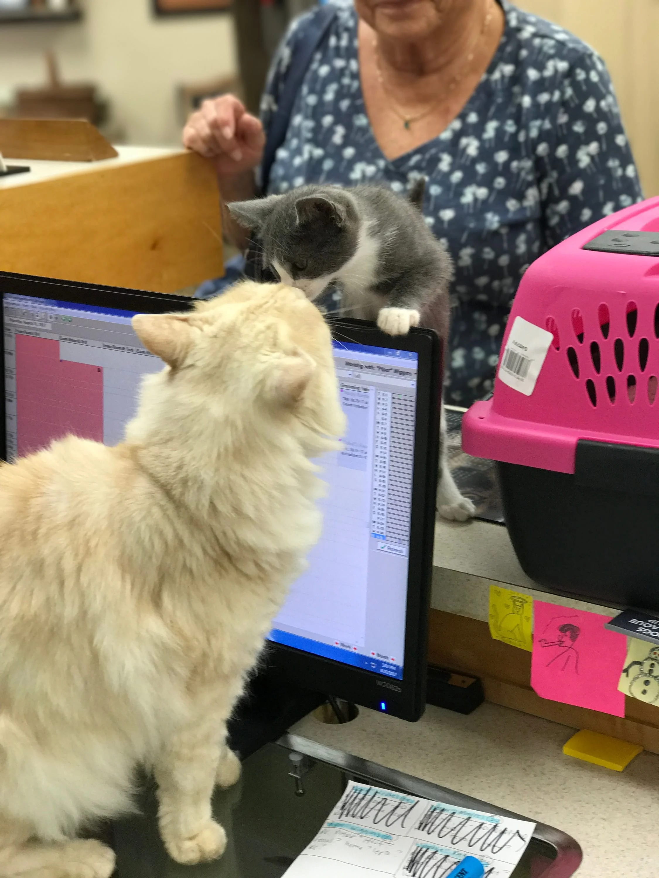 Office cat greeting a kitten