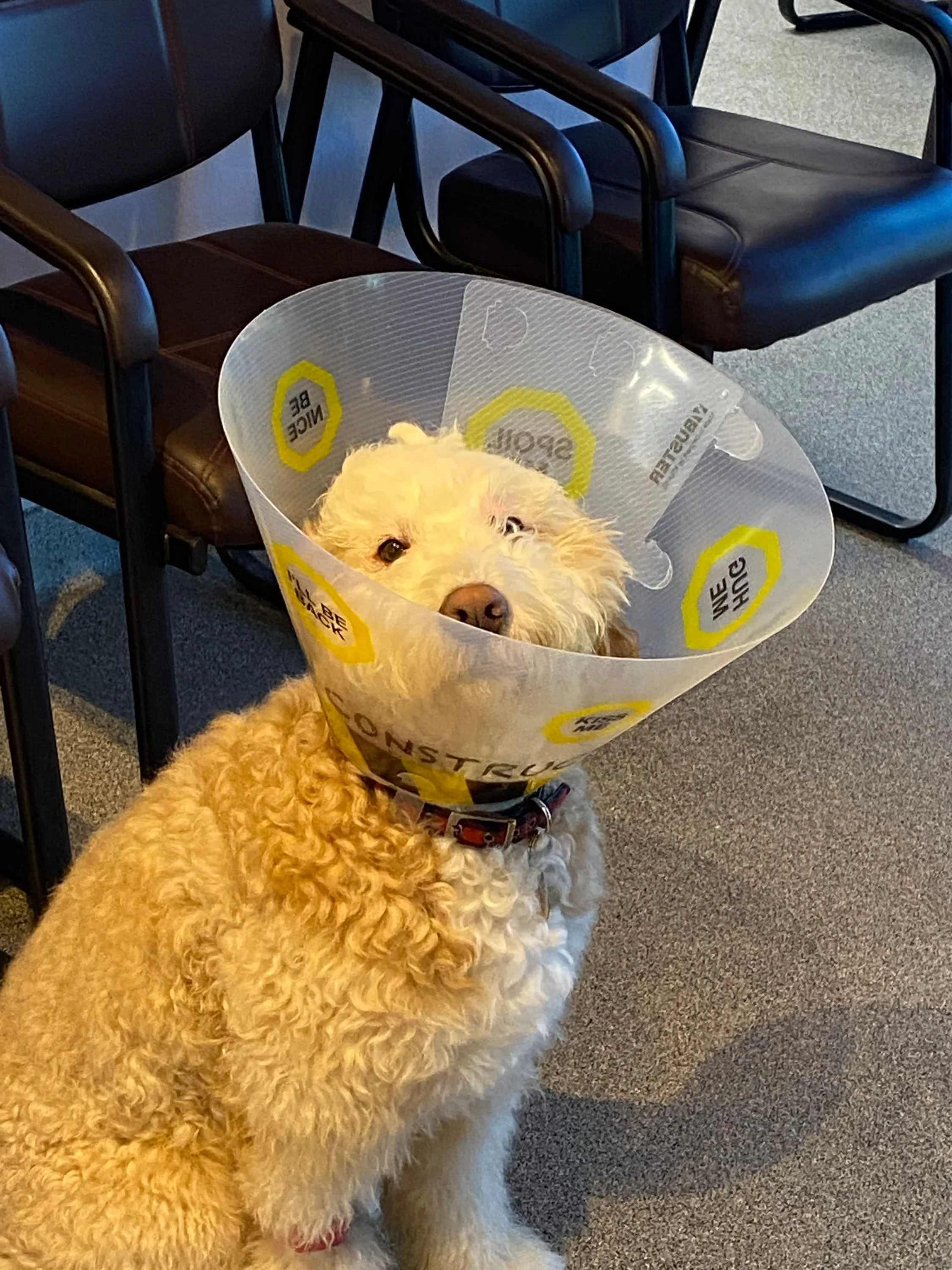 Dog with a cone