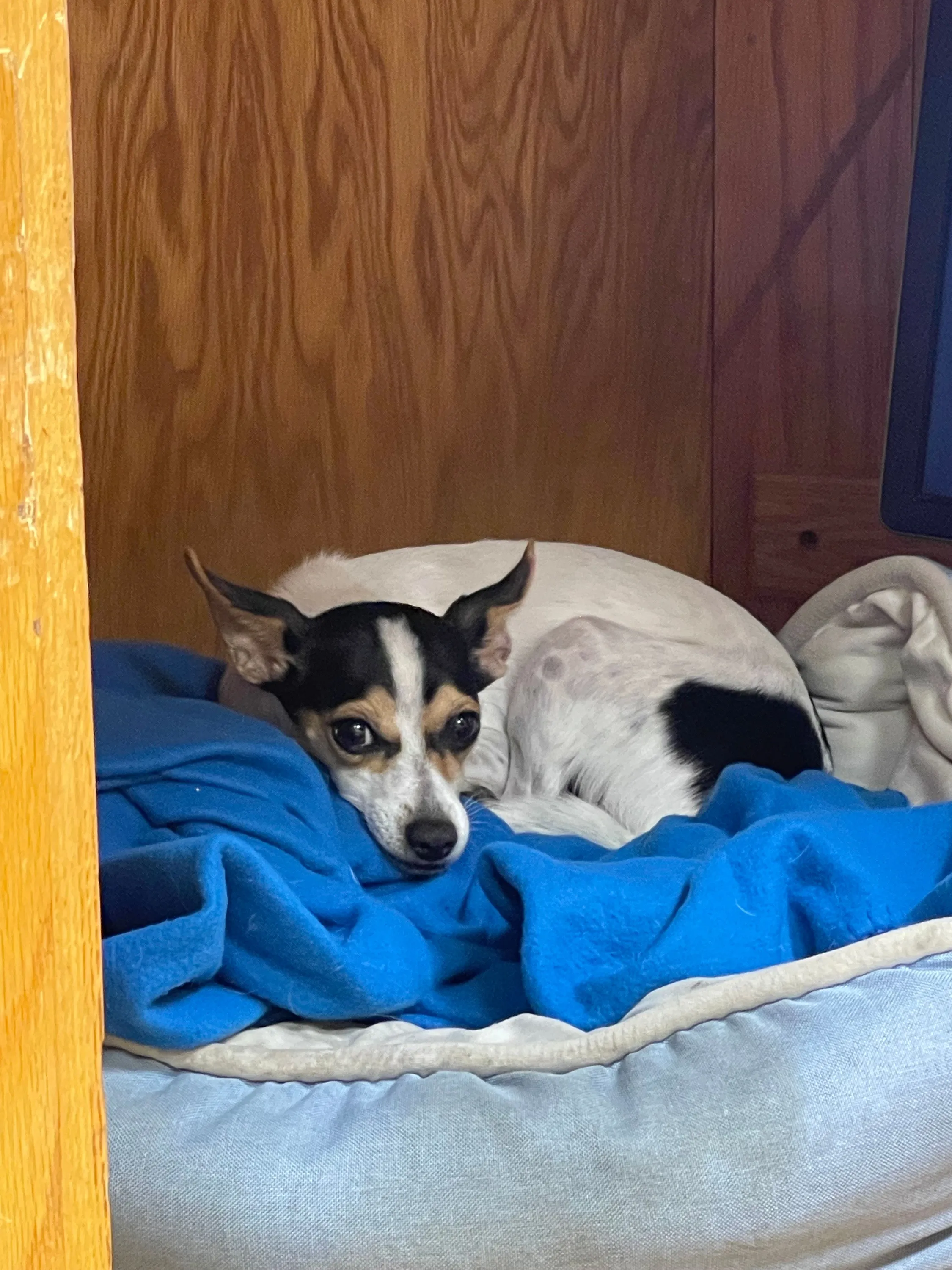 Office therapy dog Scooby bringing comfort to patients at Lamorinda Dental in Lafayette