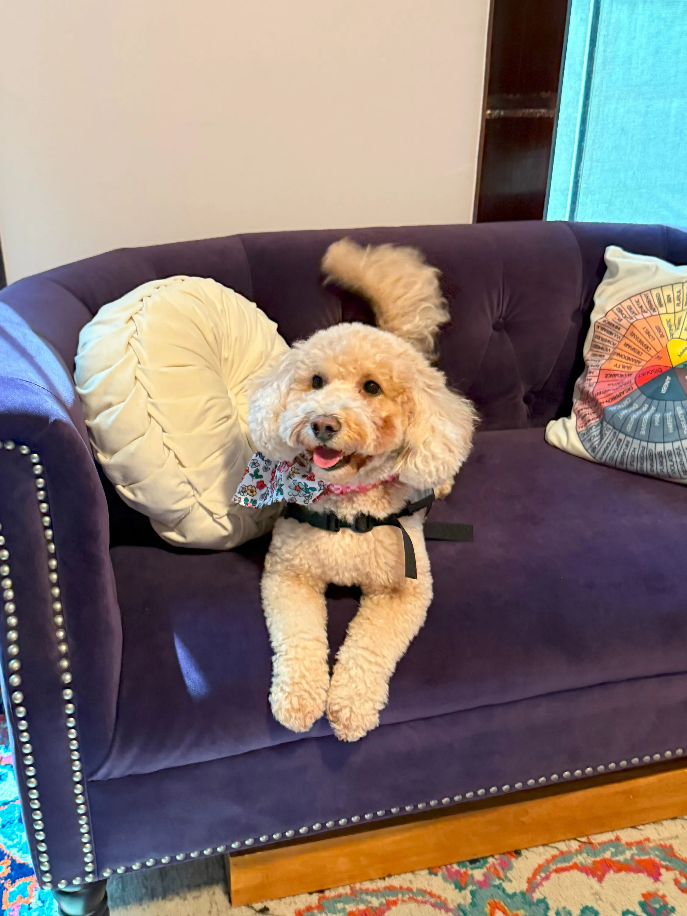 Dixie The Therapy Dog