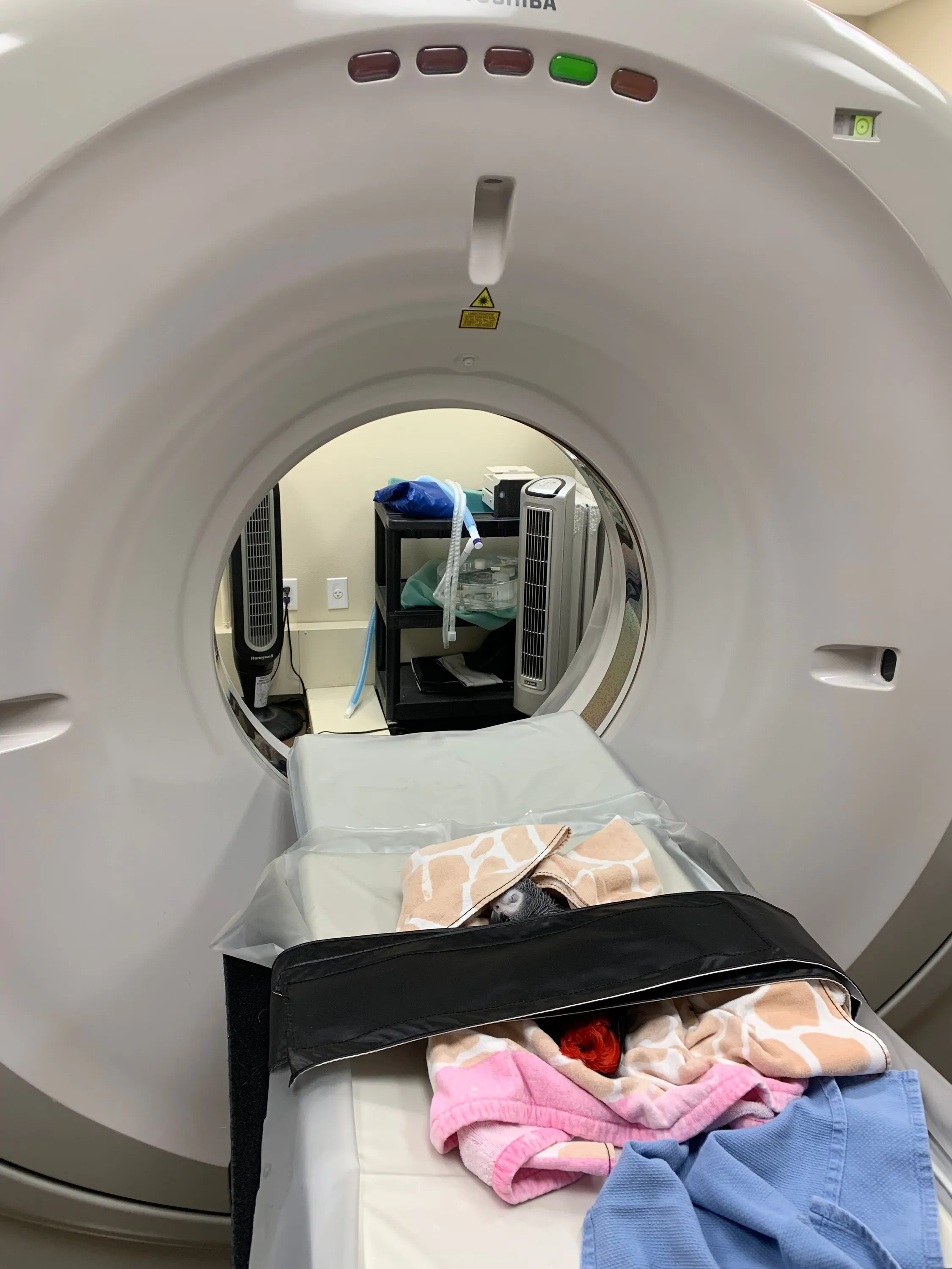 CT image of Af Grey Parrot