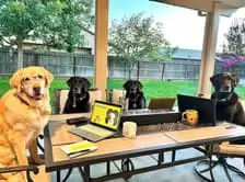 pups on computers