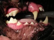 veterinary dental cleaning