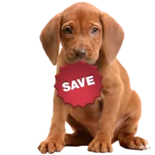 SAVE_puppy.png