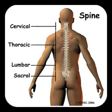 Can Rib Cramps and Pain Come from the Spine? - PSJC