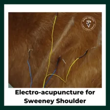Electroacupuncture for Sweeney shoulder in horse
